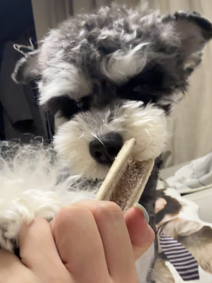 小狗白噪音快来听