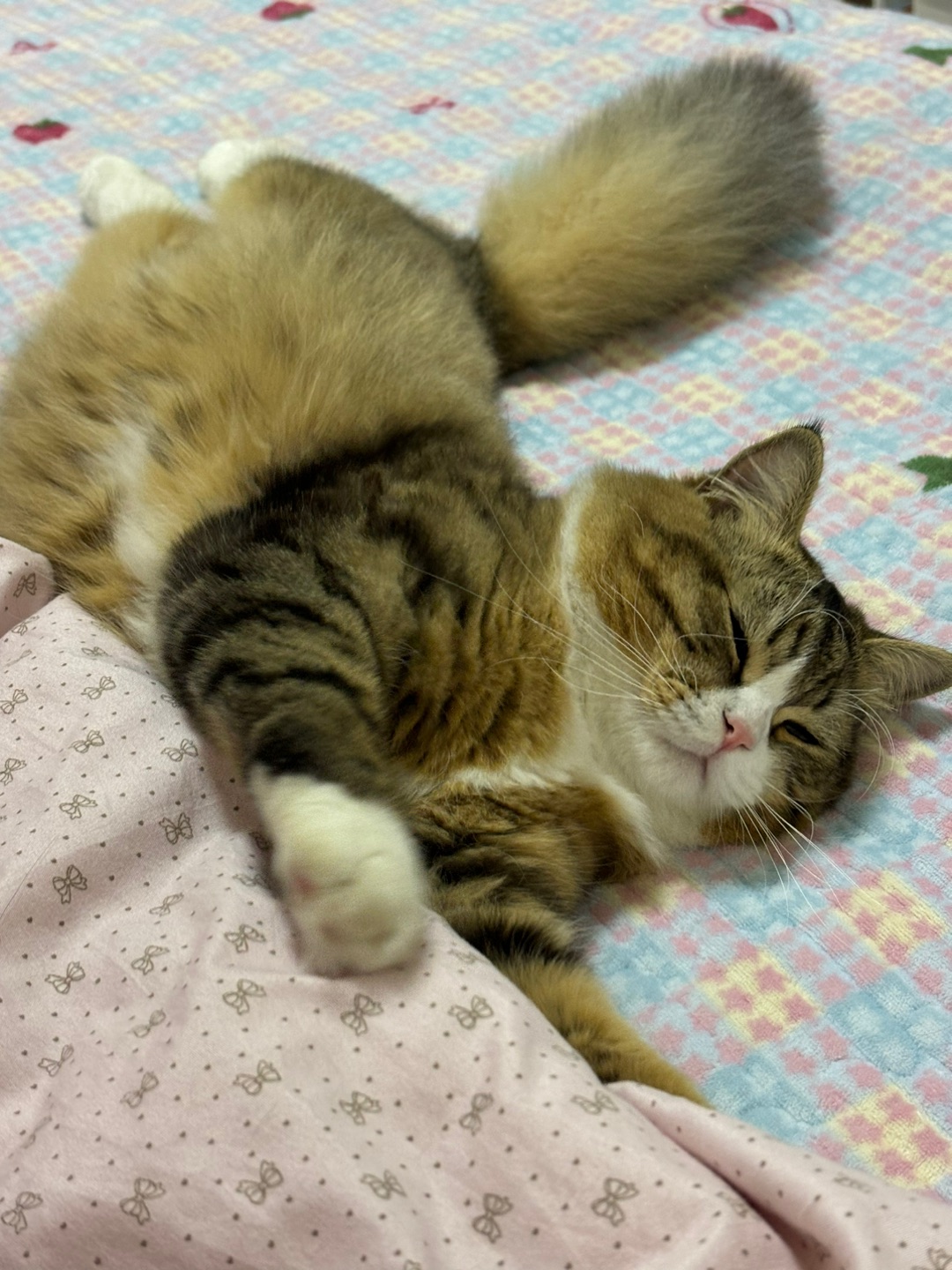 哈哈(*´・ｖ・)(*´▽｀)ノノHi~ o(*￣▽￣*)ブ~(＾◇^)/