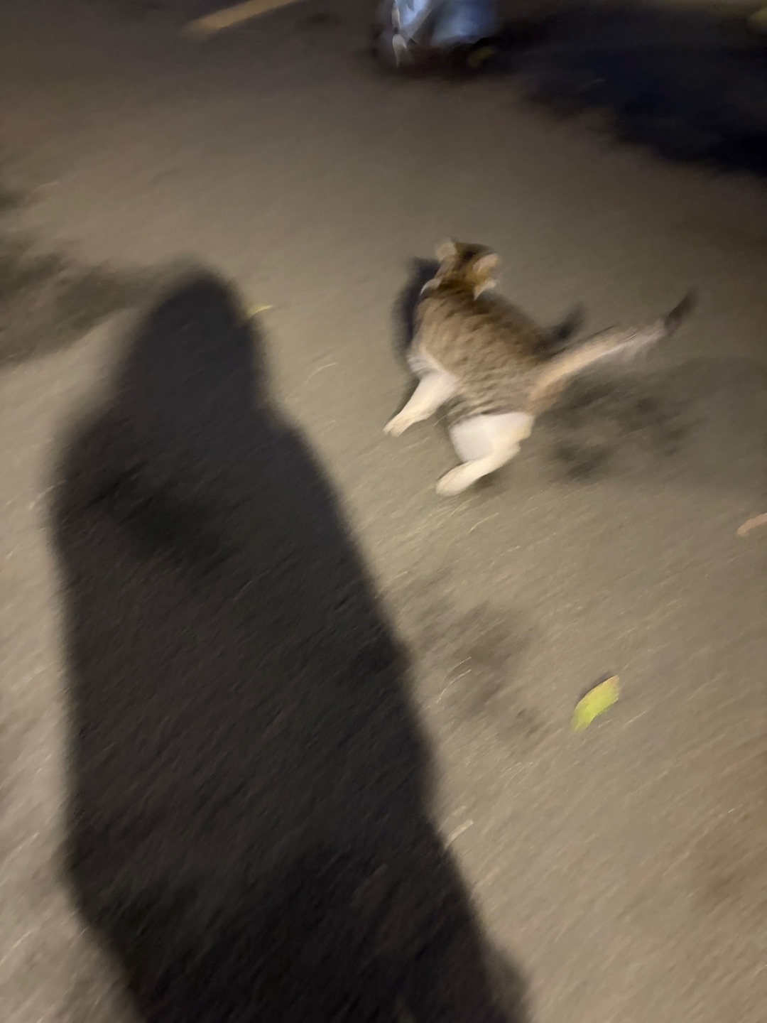 偷拍到一只狸花