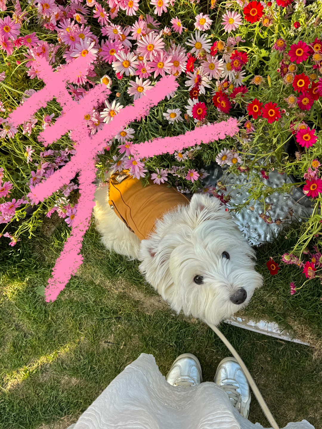 春天 小狗喜欢你！🫶