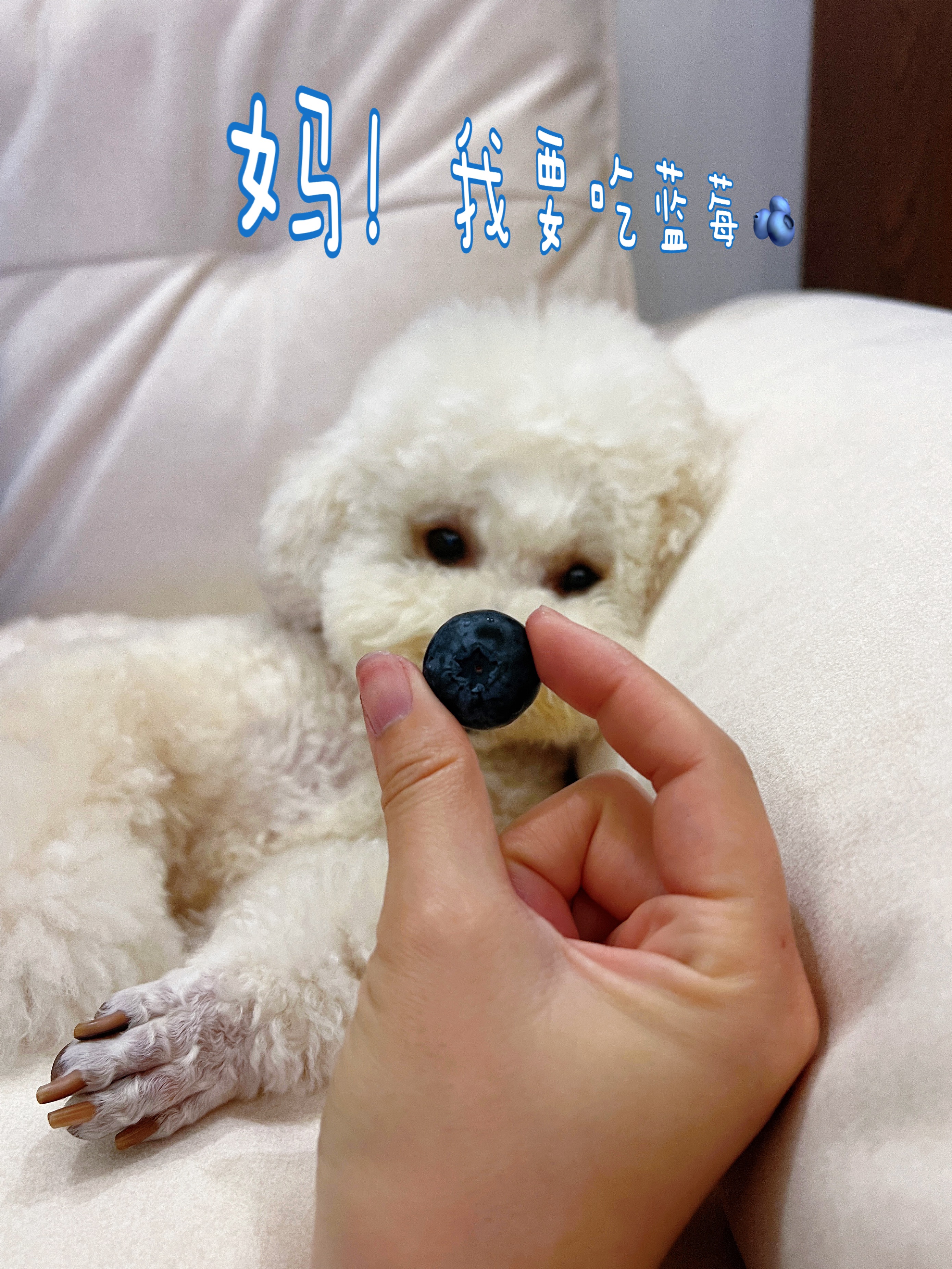 爱吃蓝莓的小狗🫐