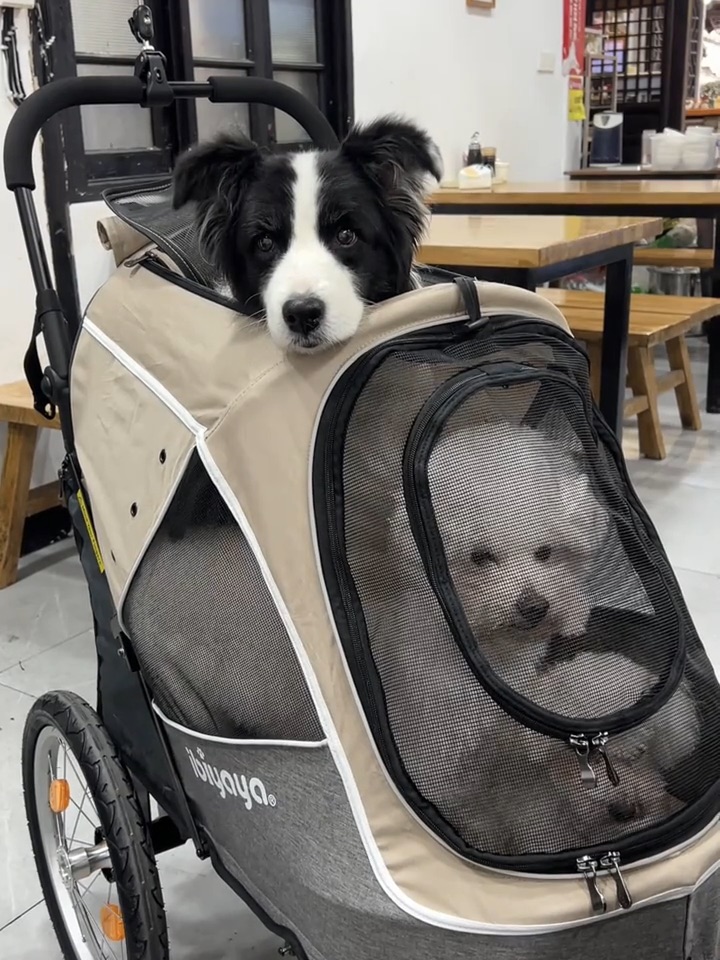 终于找到适合大狗狗和多宠家庭的出行推车！