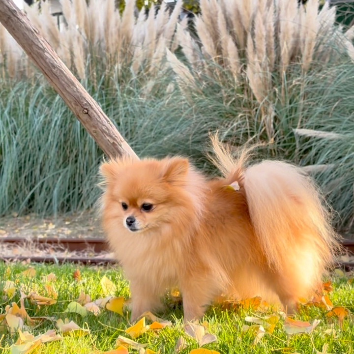 小狗撒欢大冒险/ᐠ .⸝⸝⸝. ྀིﾏ