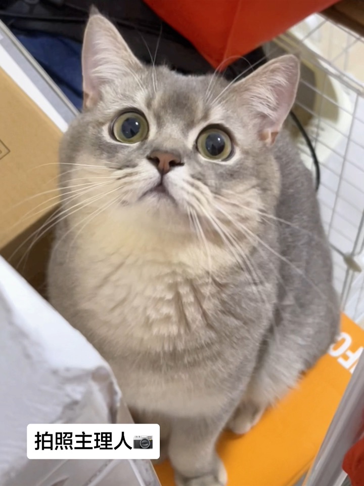 主理咪帅气登场