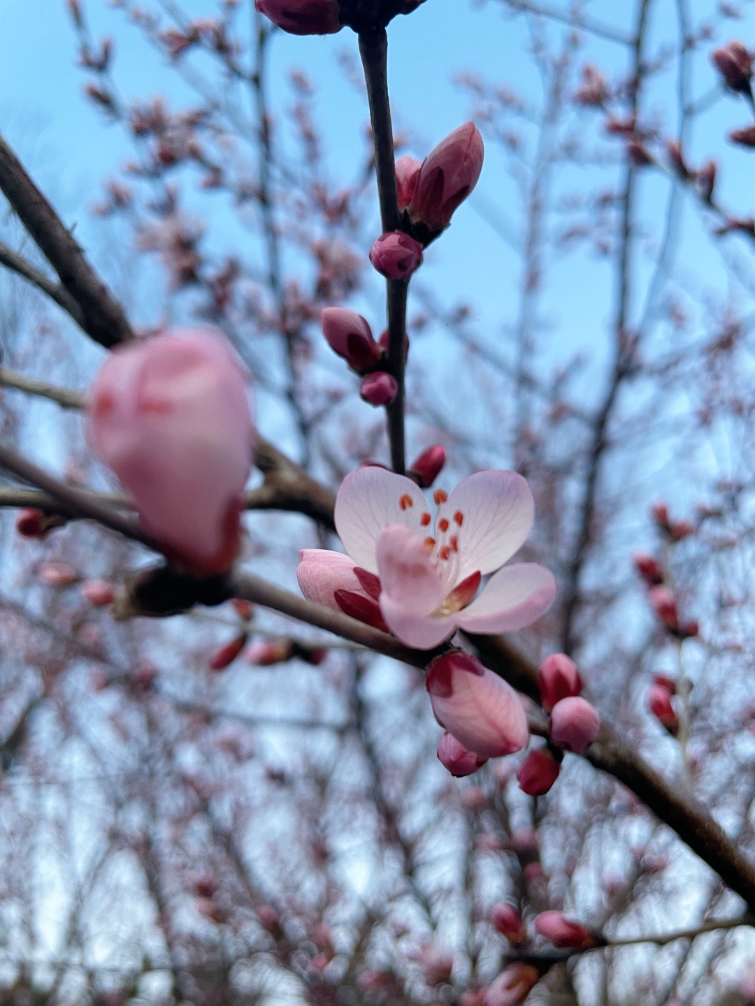 呼和浩特的花🌸终于开了