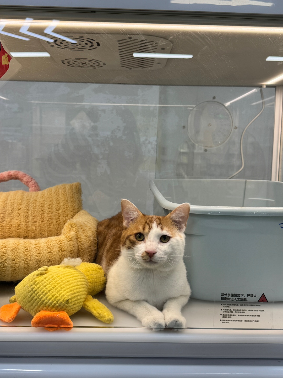 咪咪我呀，去找新家咯