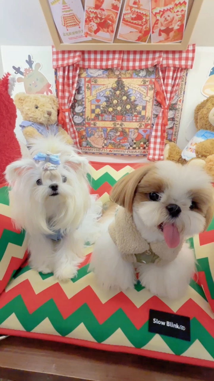 欢迎光临狗狗小屋