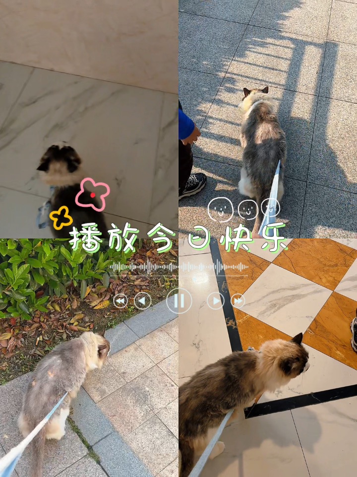 遛猫日常