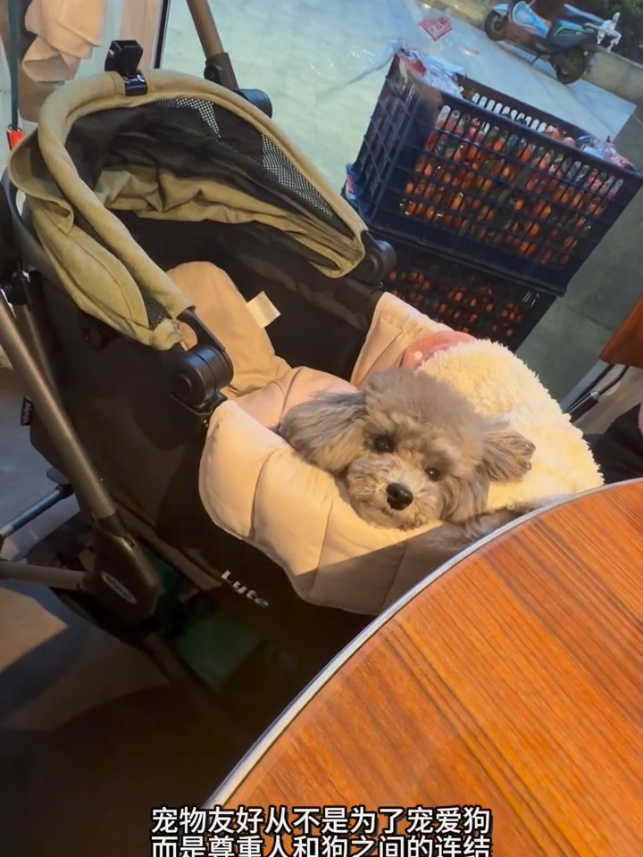 为什么去哪儿都要带着狗狗❓