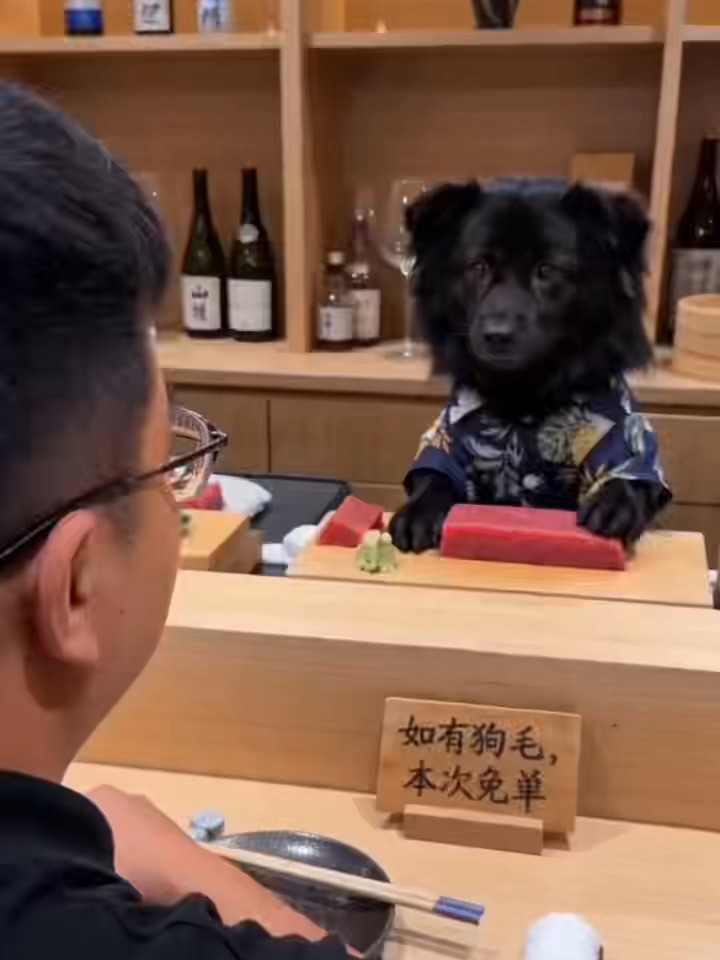 春天到了，来狗狗寿司店吃一下饭