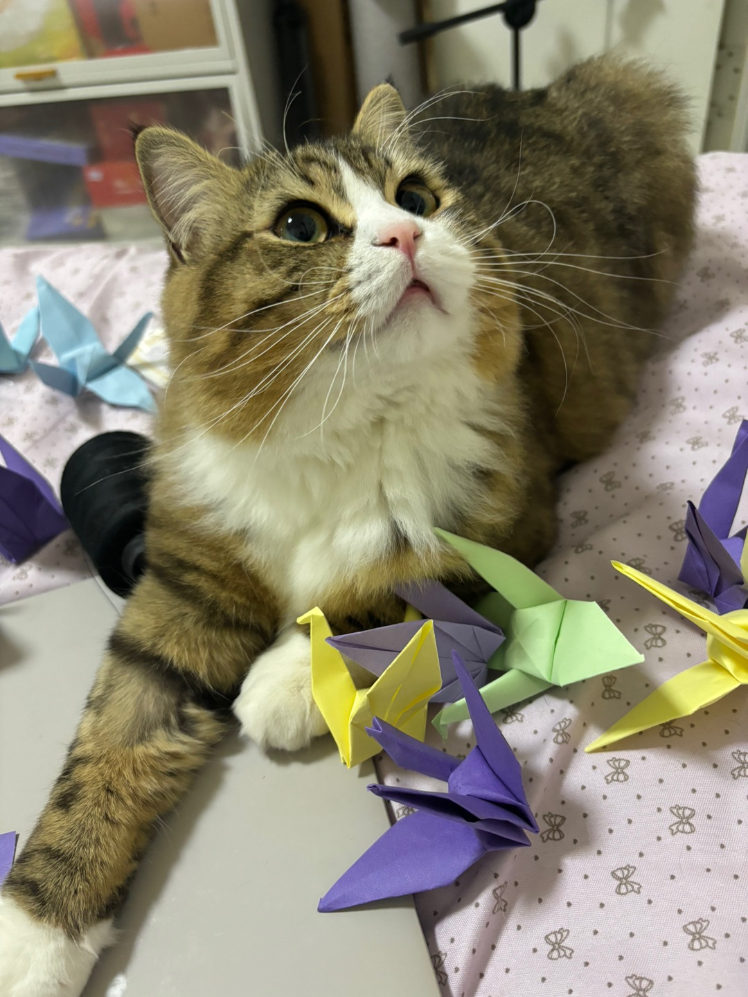 哈哈✌︎˶╹ꇴ╹˶✌︎(*´▽｀)ノノヽ(^0^)ノ(*´▽｀)ノノ