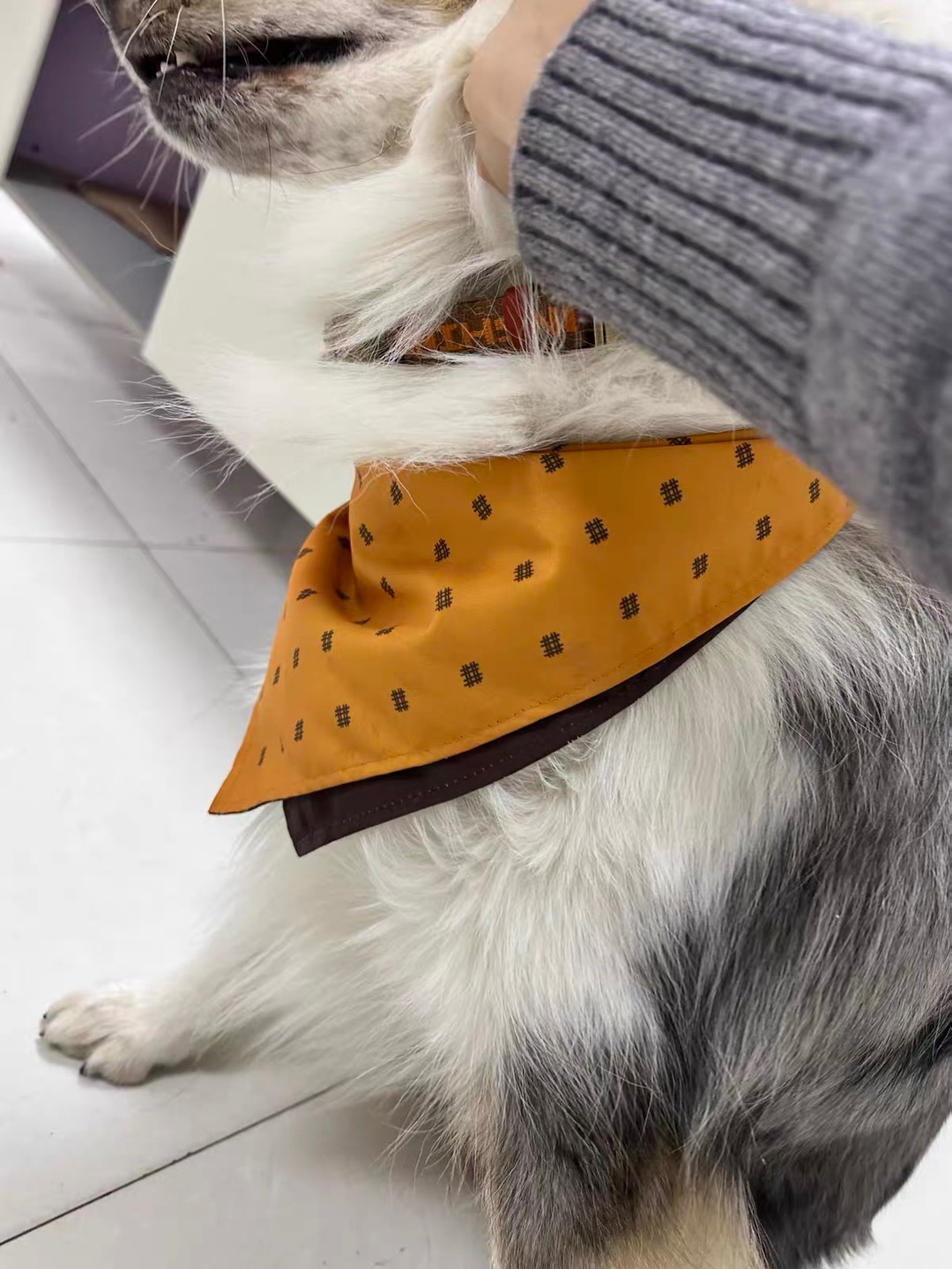 酷酷时尚的萌宠三角巾