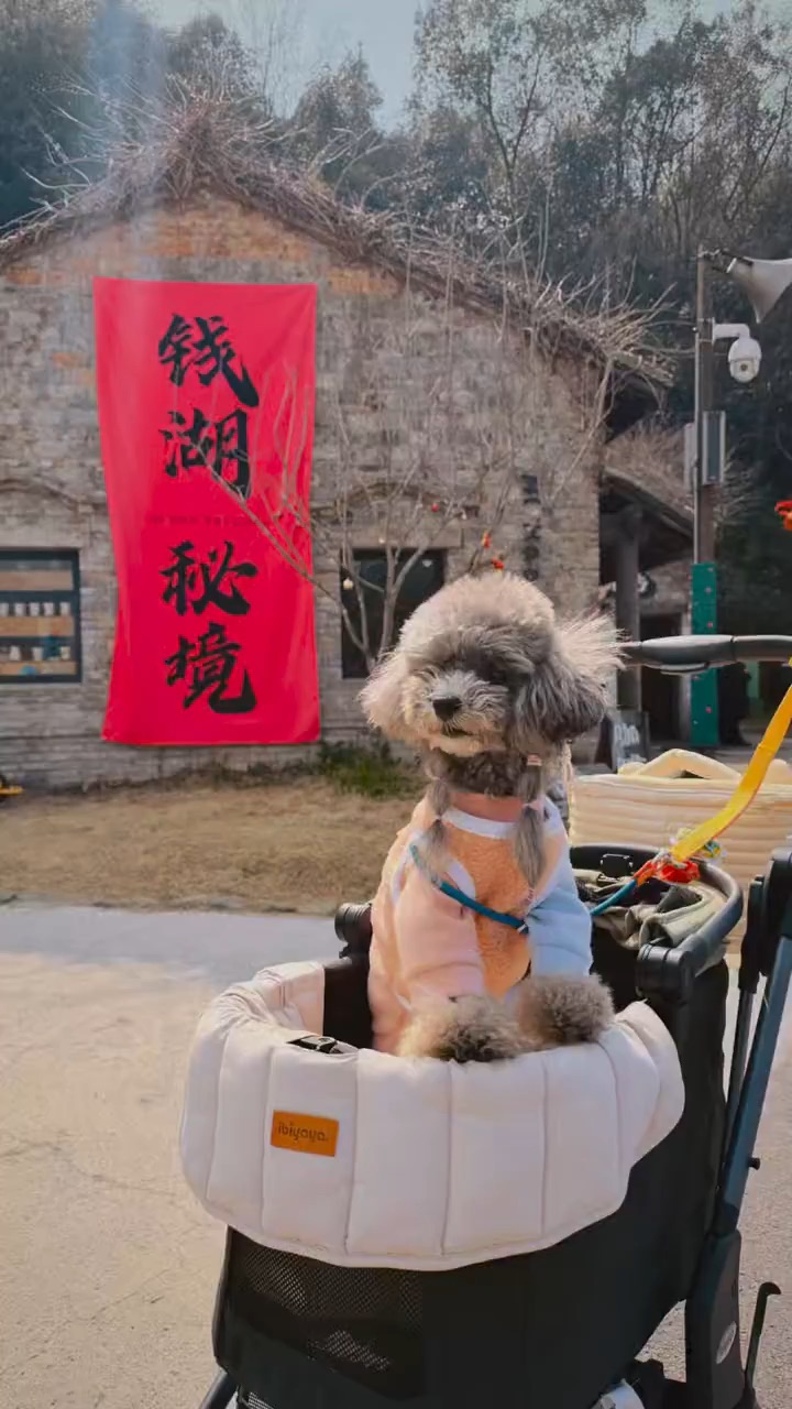 宁波东钱湖的风🌬️终于吹到小狗身上啦