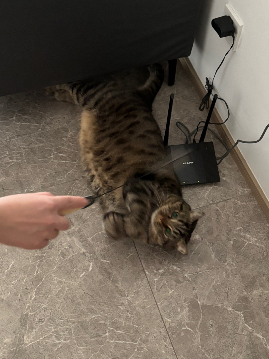 十七斤的猪咪长什么样