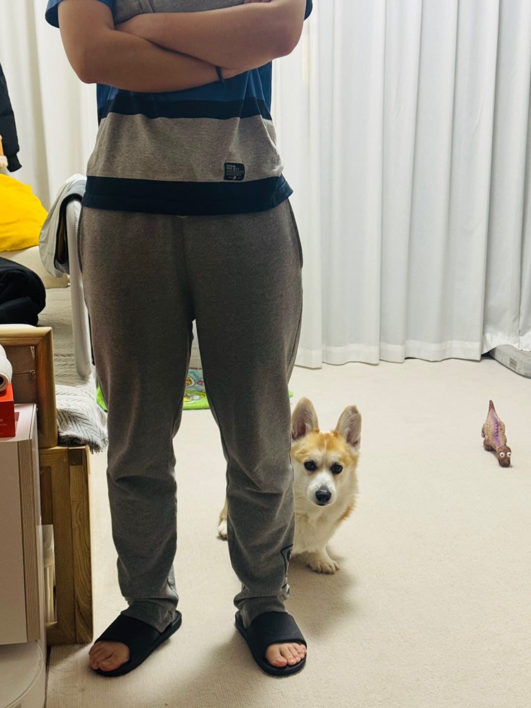 当我要骂我的狗它却躲到了对象身后