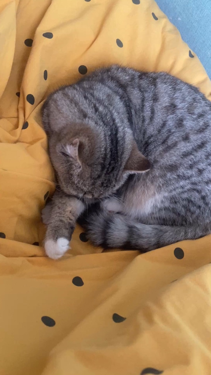 捕捉一只爱干净的咪