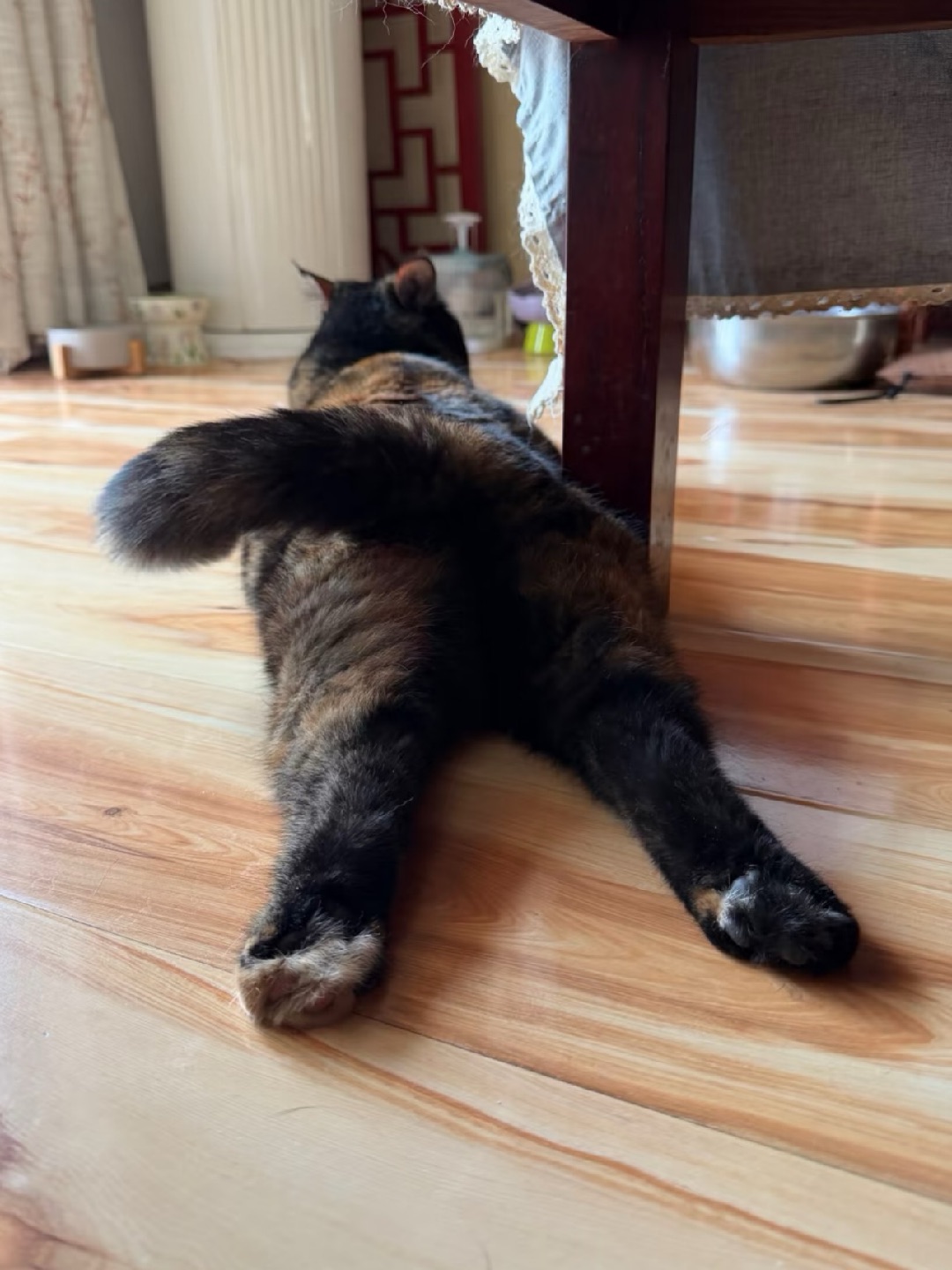 超绝翘屁股小猫！！！