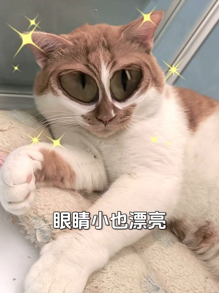 本咪这周有点懒