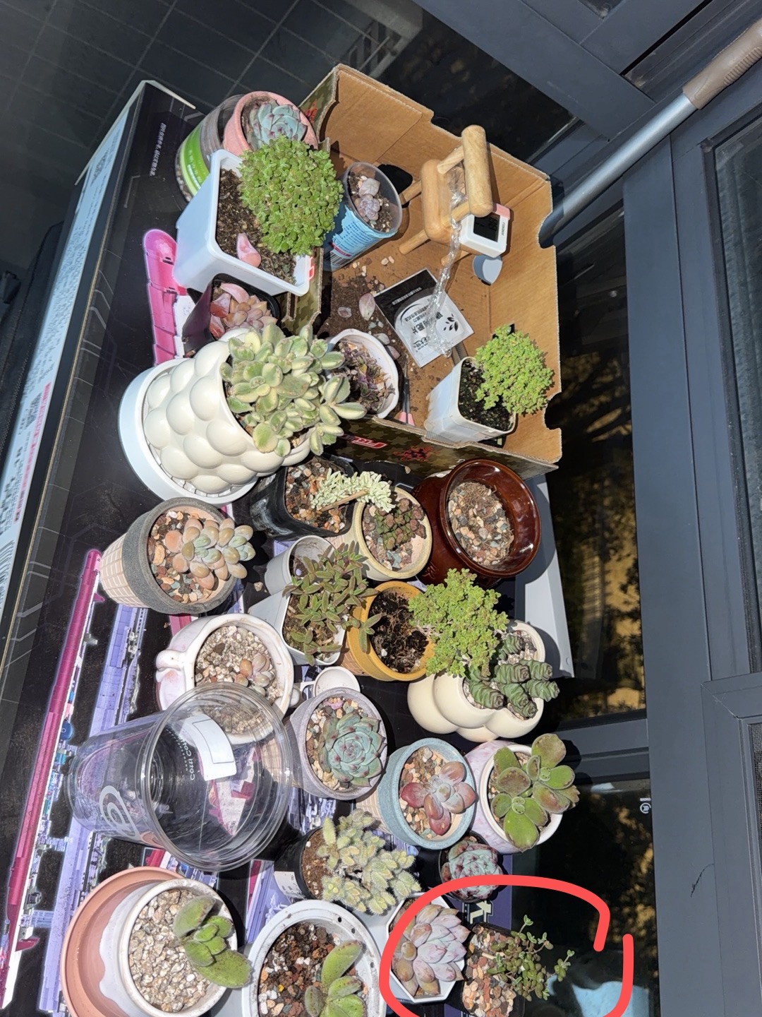 天呐这么可爱的小盆真的超级无敌贵 我还以为8块钱一个谁知道80块钱一个