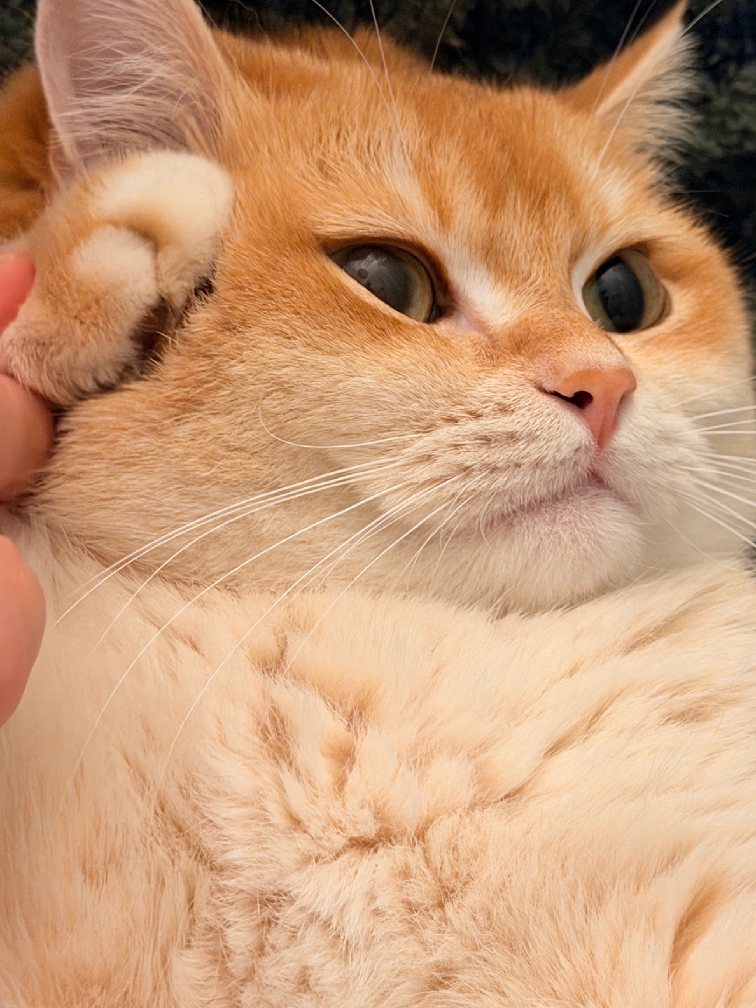 “报告长官，今日份可爱已送达！敬个礼🫡