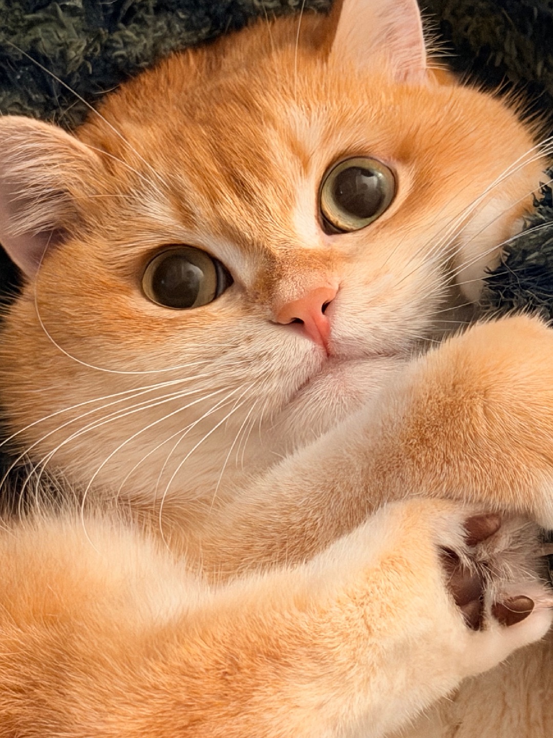 就是最可爱的煤气罐罐！