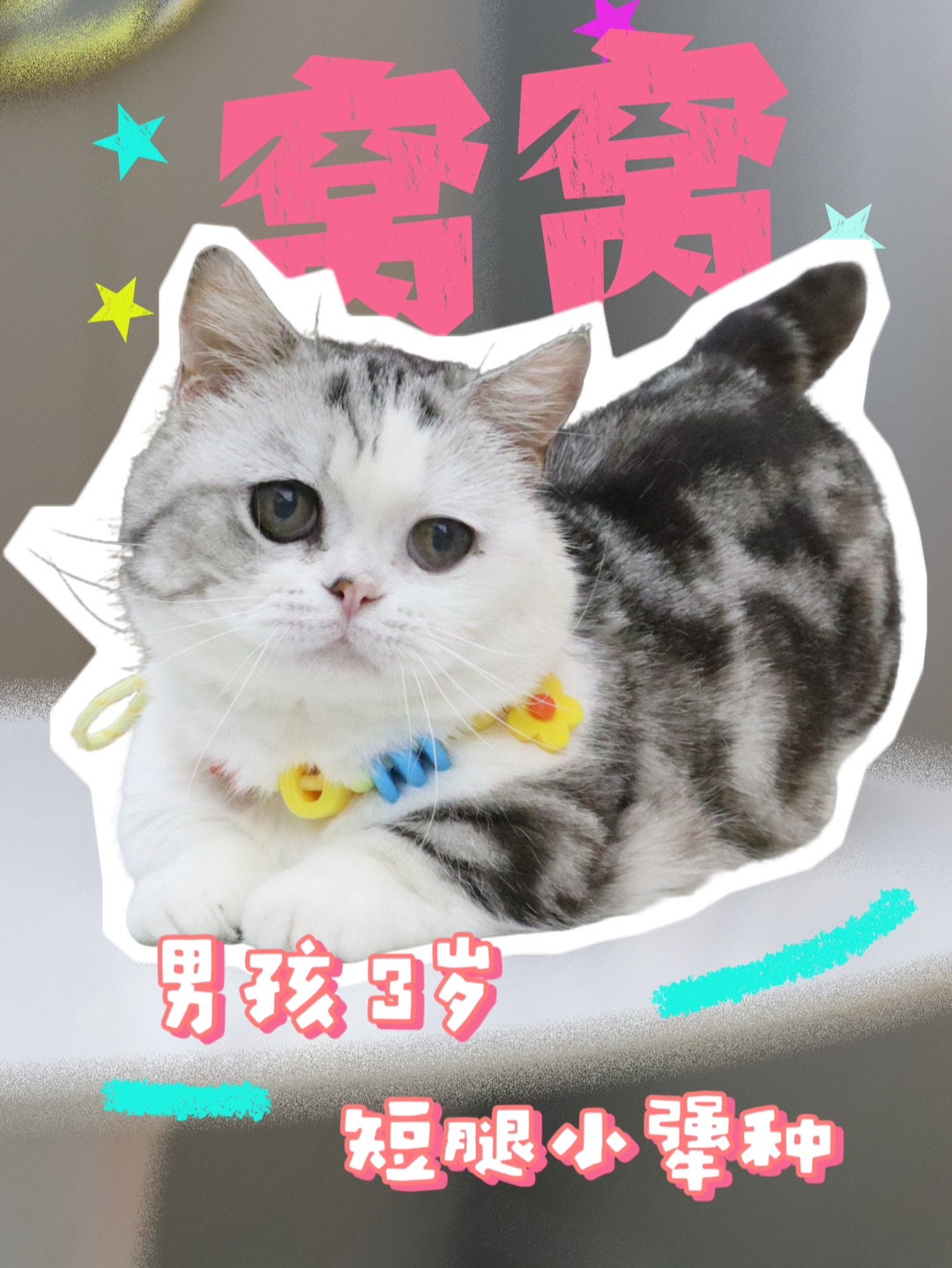 世界流浪动物日｜流浪猫Top1评选✨