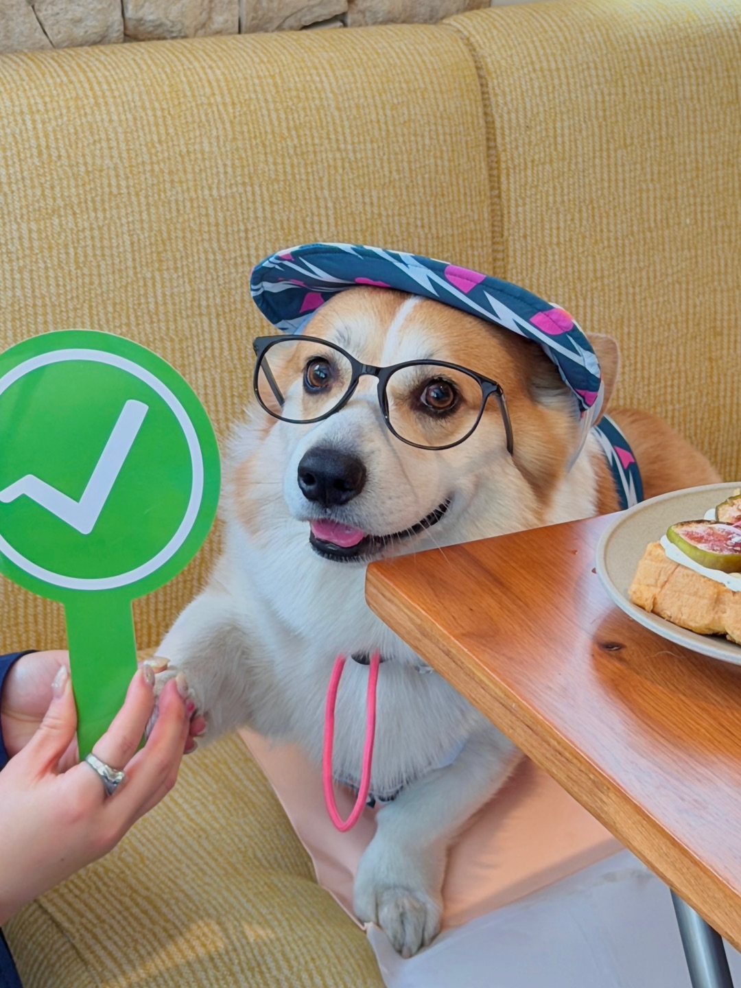 对对对✅ 吃一口春天brunch 𓌉◯𓇋 🍐༚ 🐕