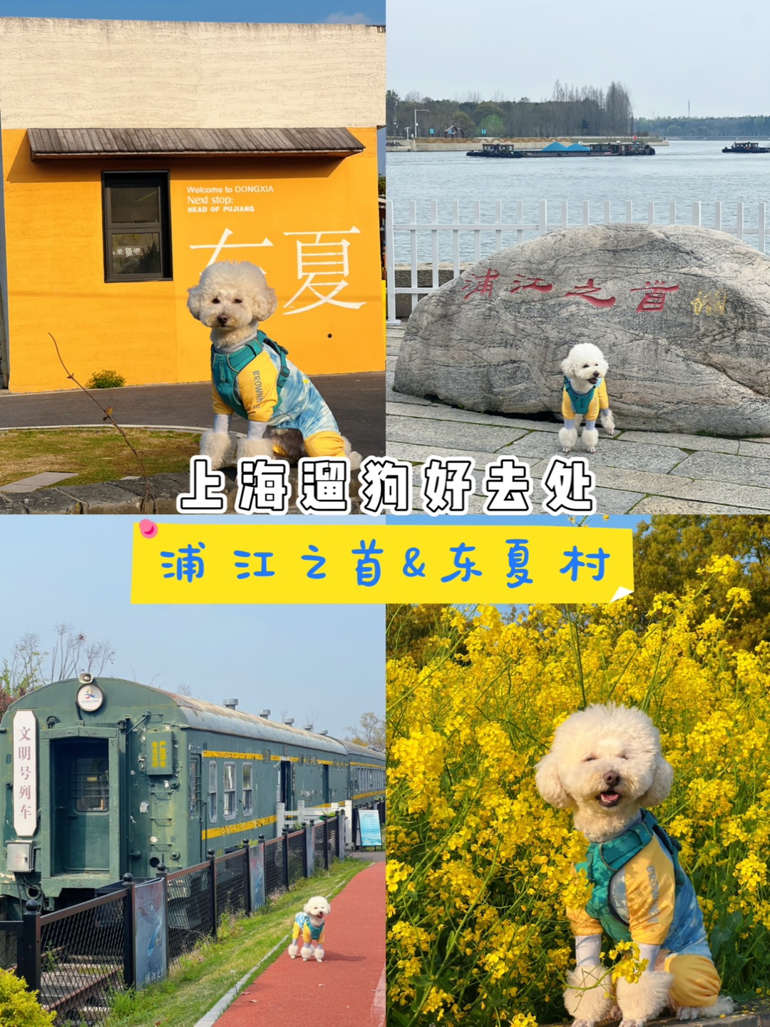 上海遛狗好去处｜浦江之首&东夏村