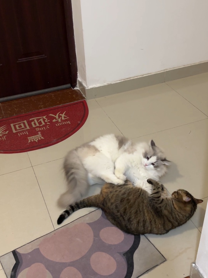 小短腿踹踹踹呀3