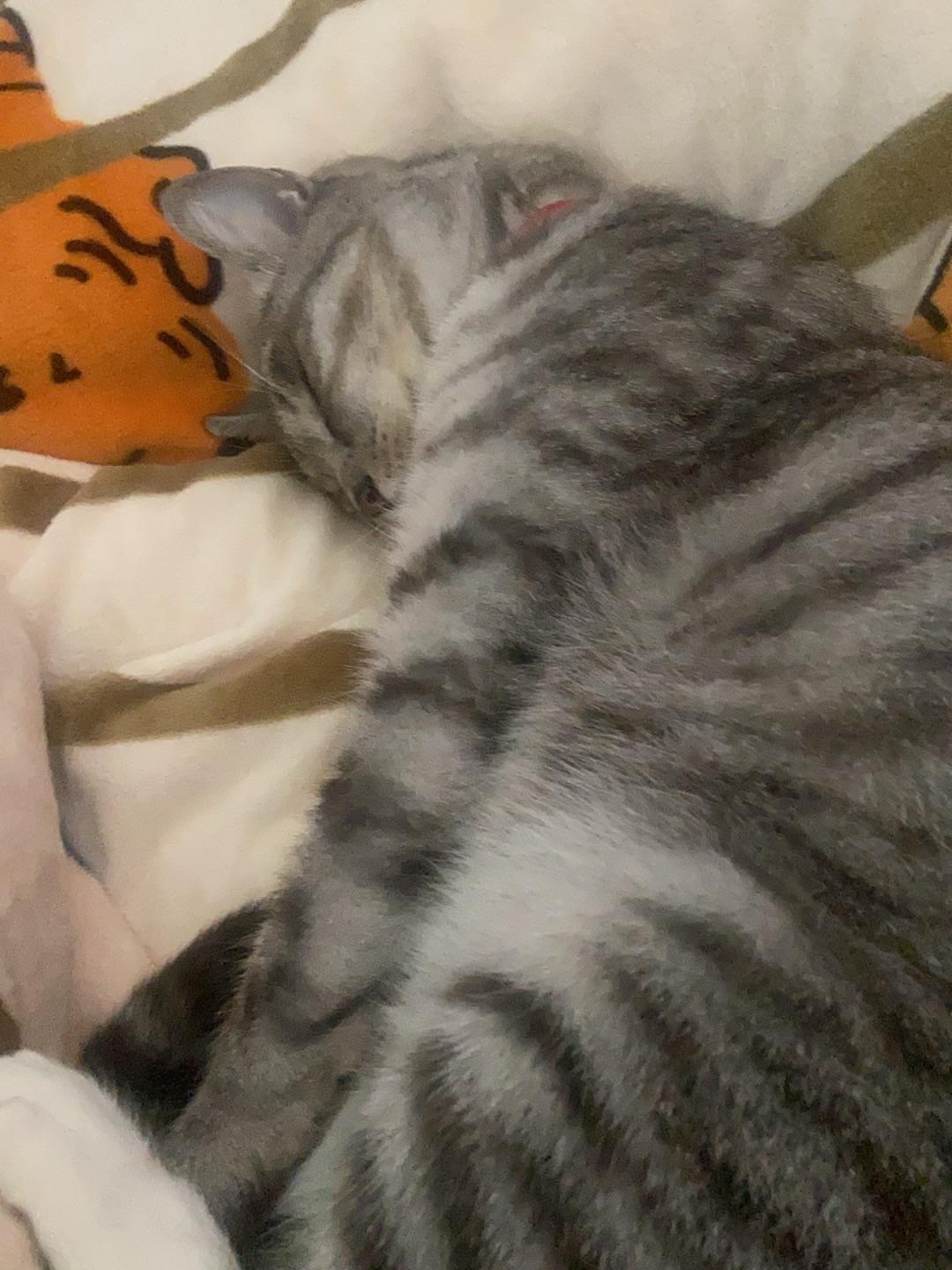 26.4.3 咦 这个牛怎么在这里