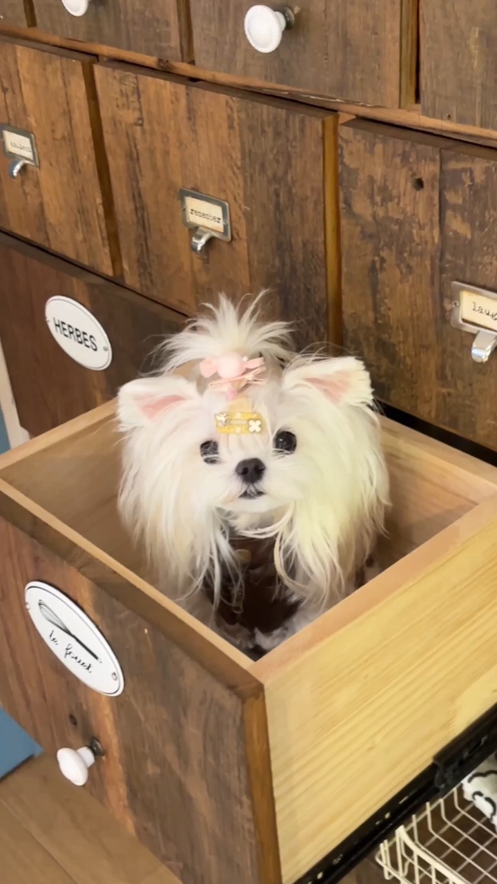 这是什么小狗？