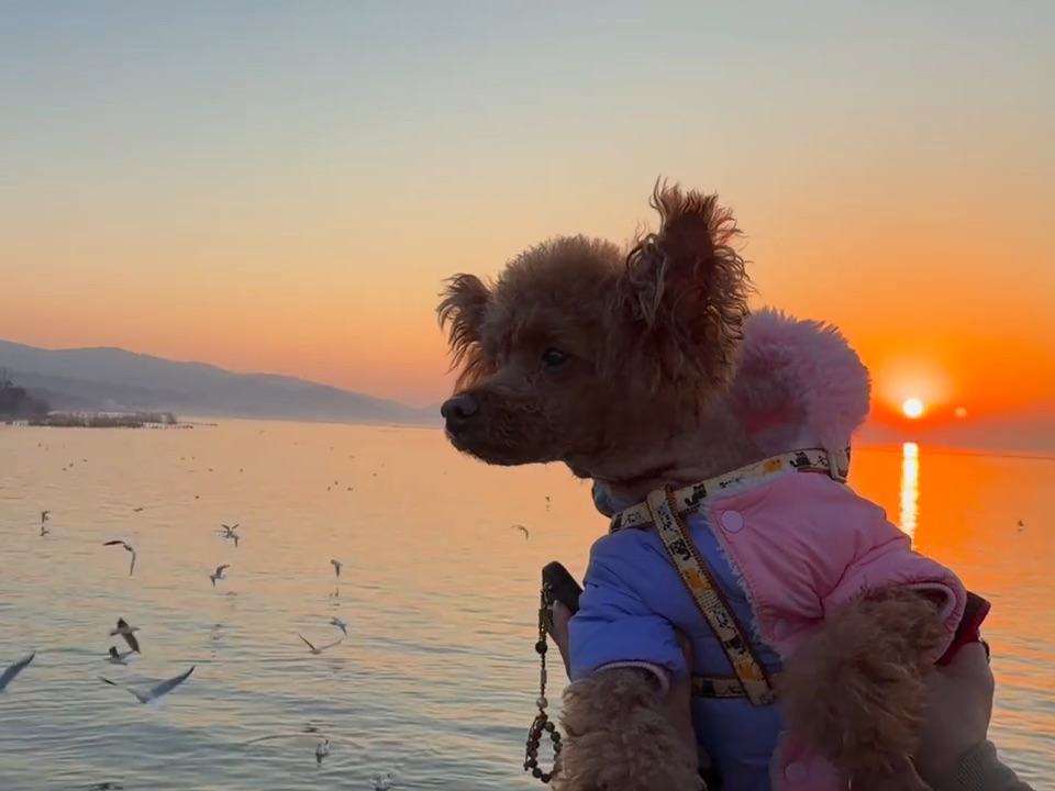 落日时分、只有我和我的小狗们