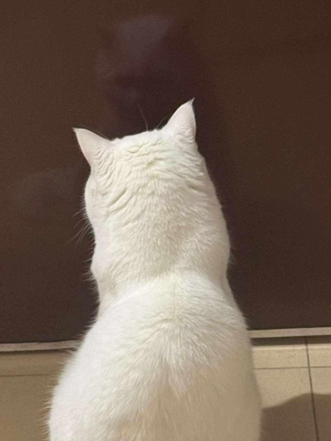 🐱家里两只猫的日常