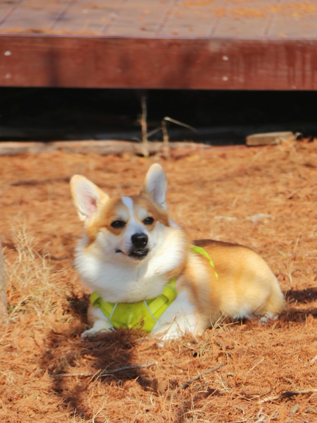 小长假带小狗逛公园啦