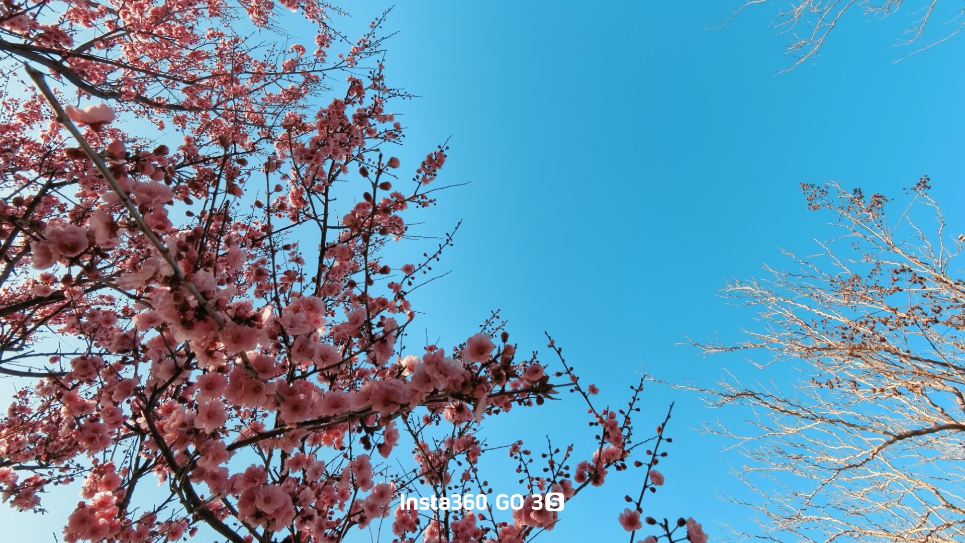 今日份好风景