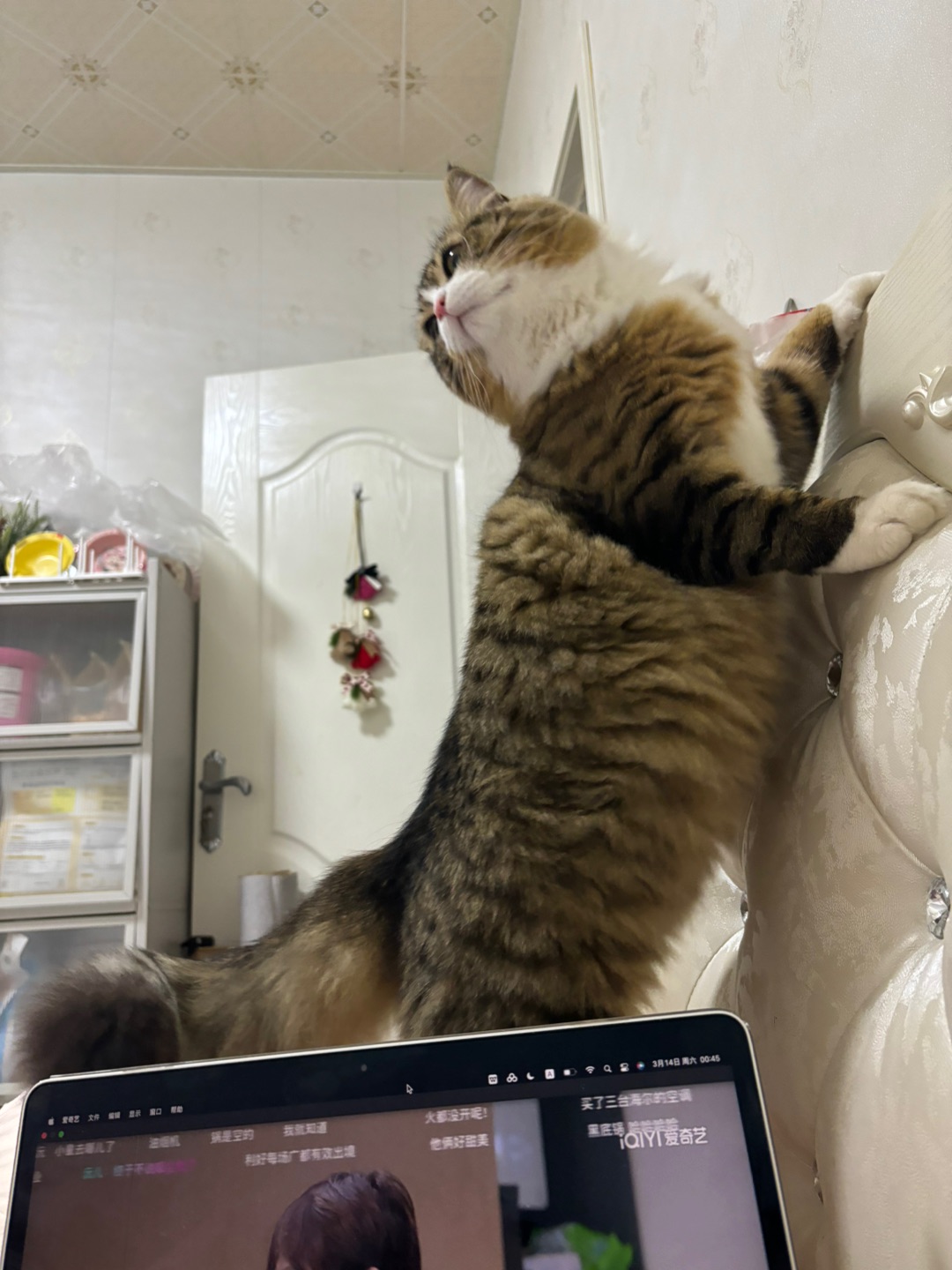 哈哈✌︎˶╹ꇴ╹˶✌︎哈哈  ᖰ⌯'▾'⌯ᖳ哈哈(❁´ω`❁)