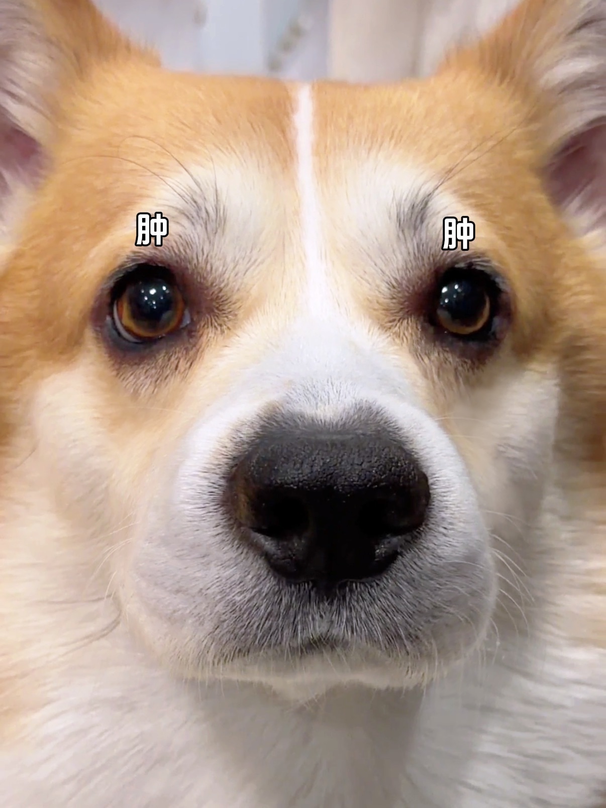 一觉醒来！我的狗居然肿了！👀