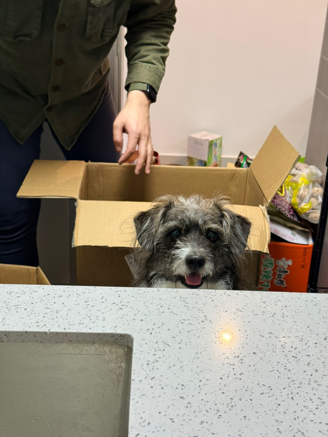 搬了新家的小狗