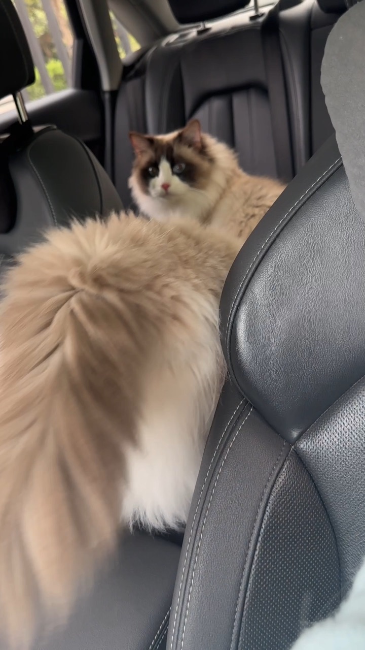 养猫家庭看过来