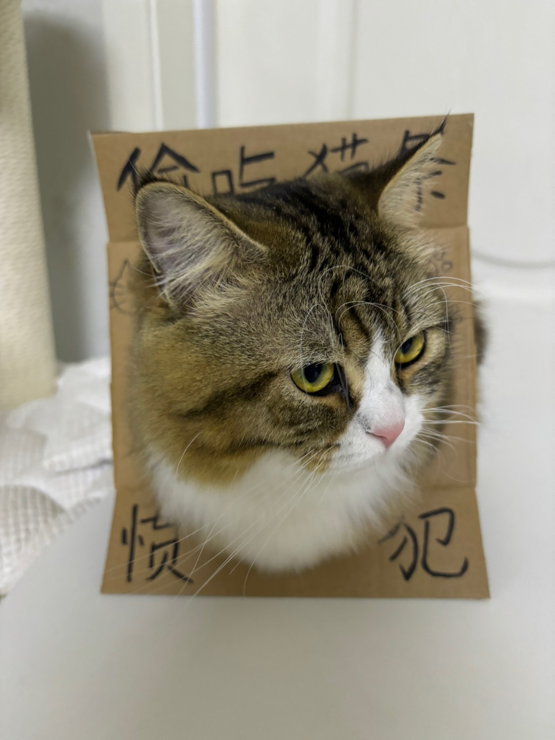 哈哈✌︎˶╹ꇴ╹˶✌︎哈哈  ᖰ⌯'▾'⌯ᖳ哈哈(❁´ω`❁)