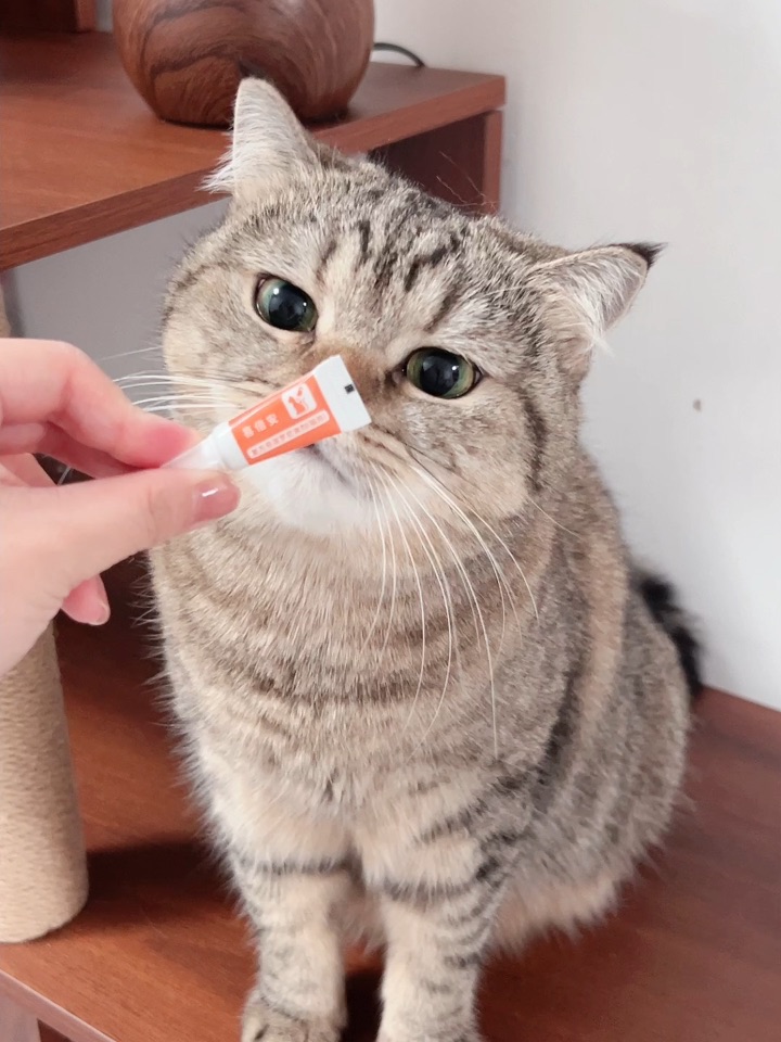 小猫要按时做驱虫