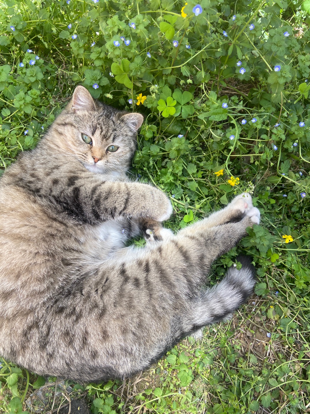 花园的一枚小可爱