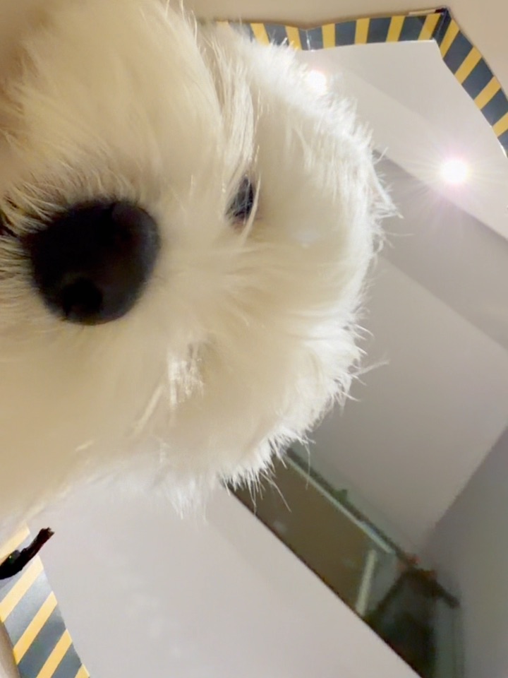 每次买东西回家都有检验员👀