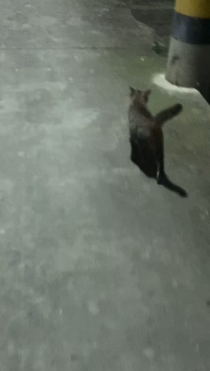 26.4.5 小猫咪陪我去买8+1