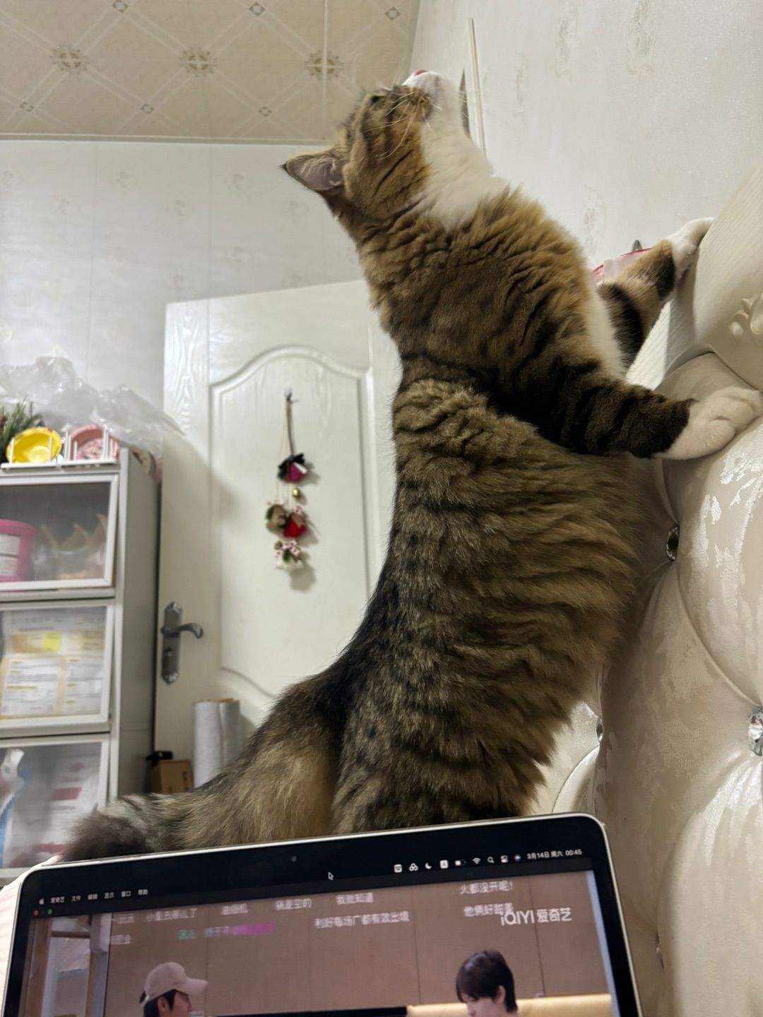 哈哈(*´・ｖ・)( ´ ▽ ` )ノ哈哈✌︎˶╹ꇴ╹˶✌︎哈哈