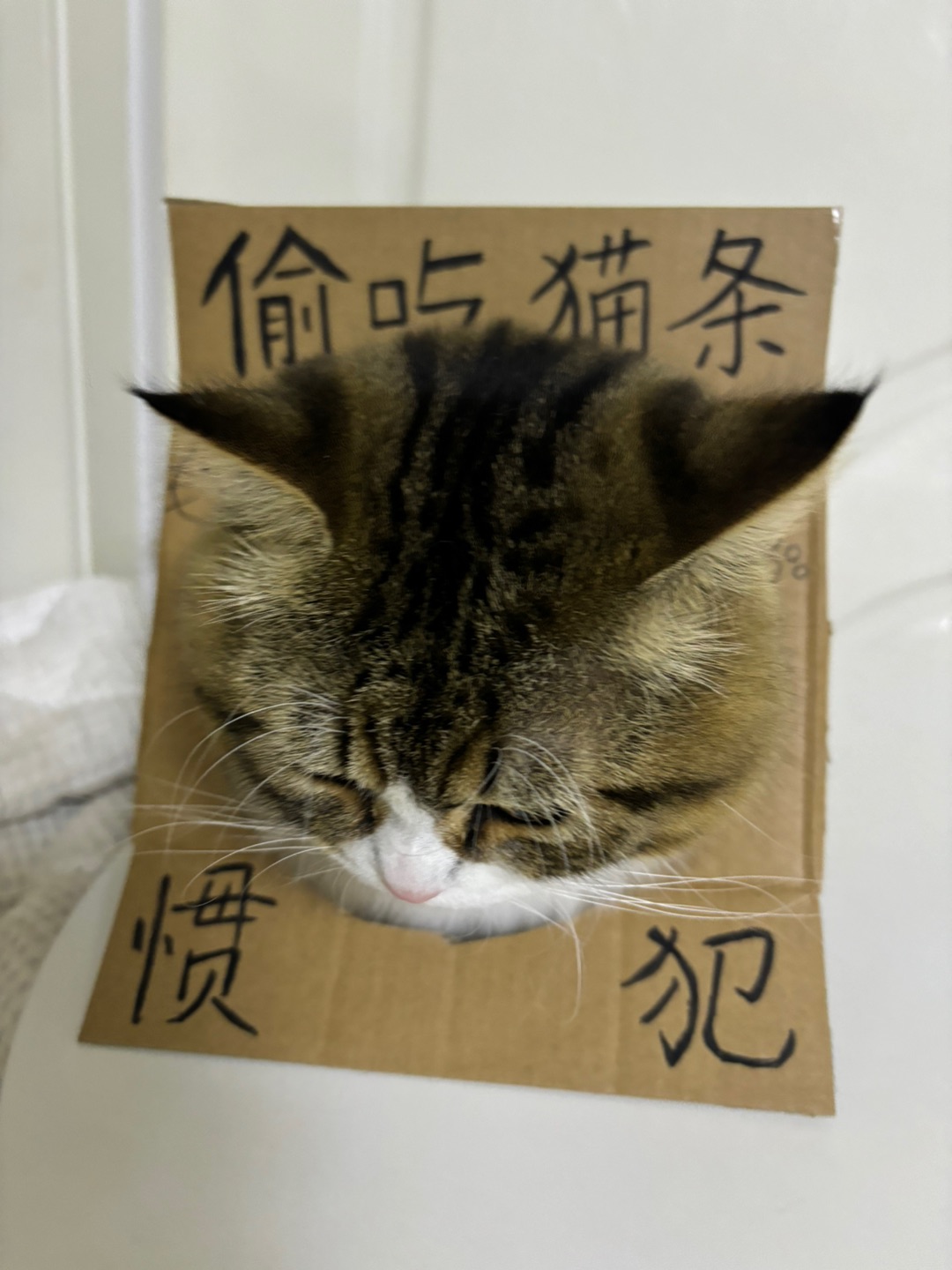 哈哈(*´・ｖ・)( ´ ▽ ` )ノ哈哈✌︎˶╹ꇴ╹˶✌︎哈哈