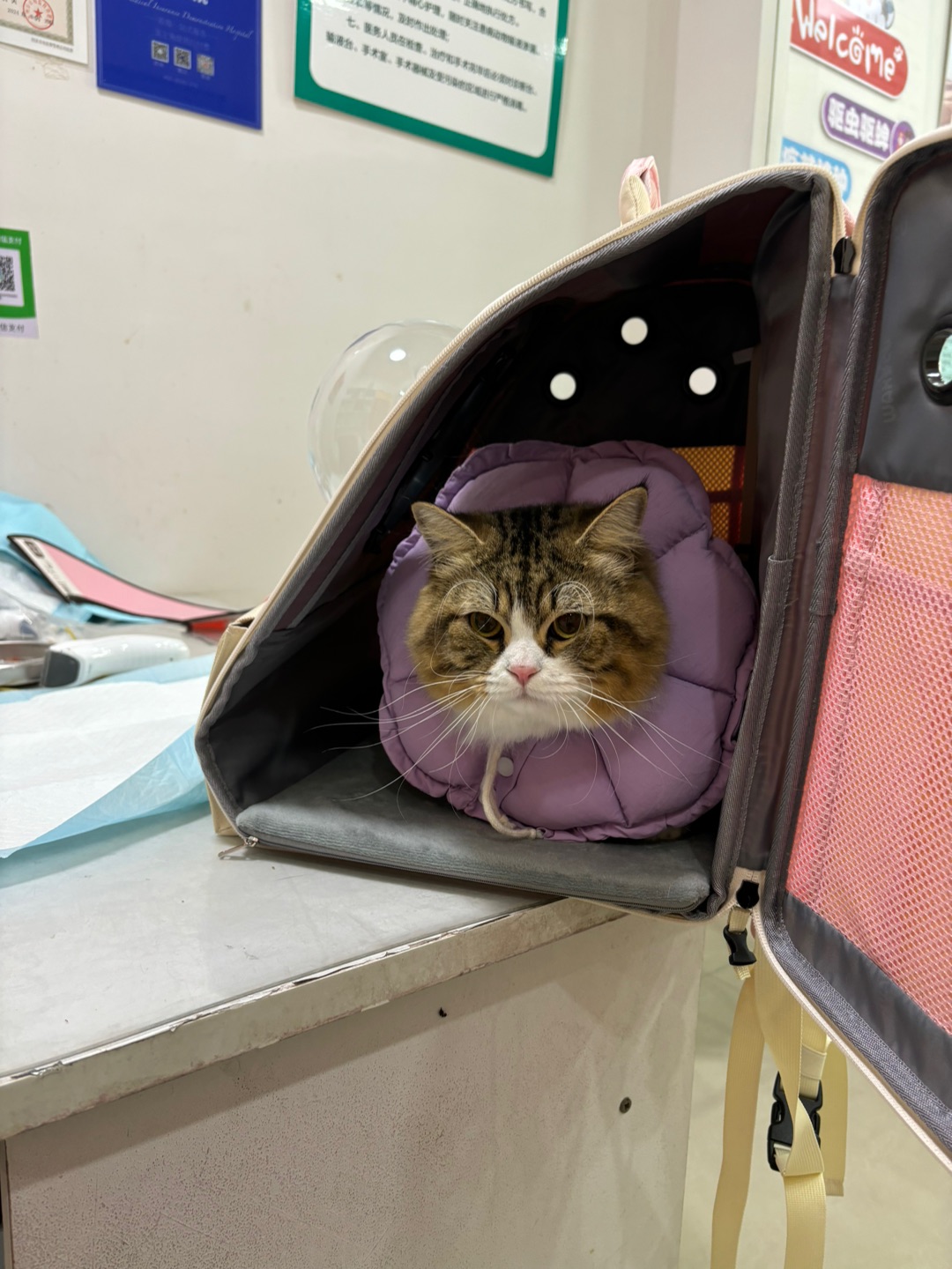 哈哈(*´・ｖ・)( ´ ▽ ` )ノ哈哈✌︎˶╹ꇴ╹˶✌︎哈哈