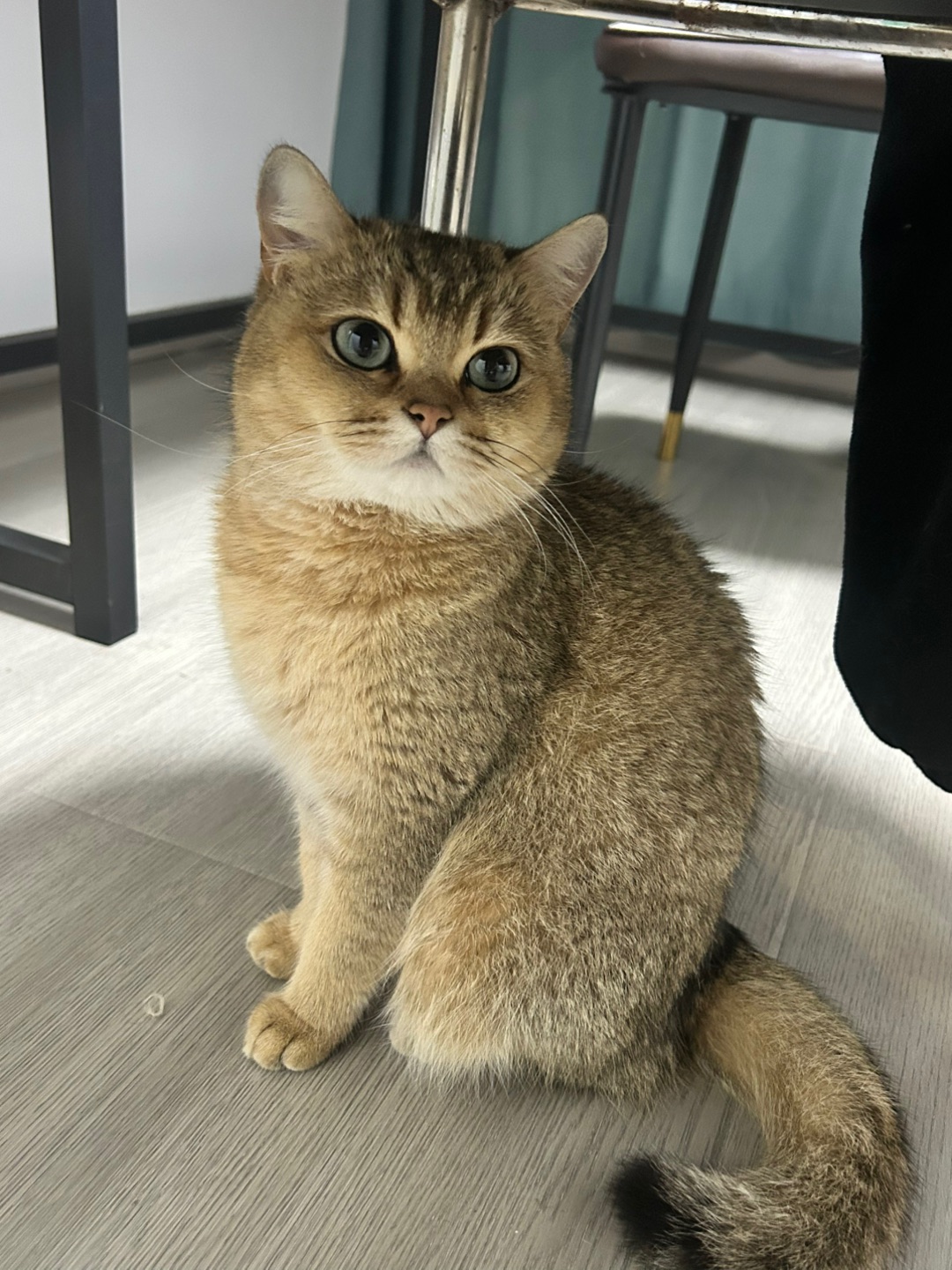 4.5 小猫小猫我喜欢你