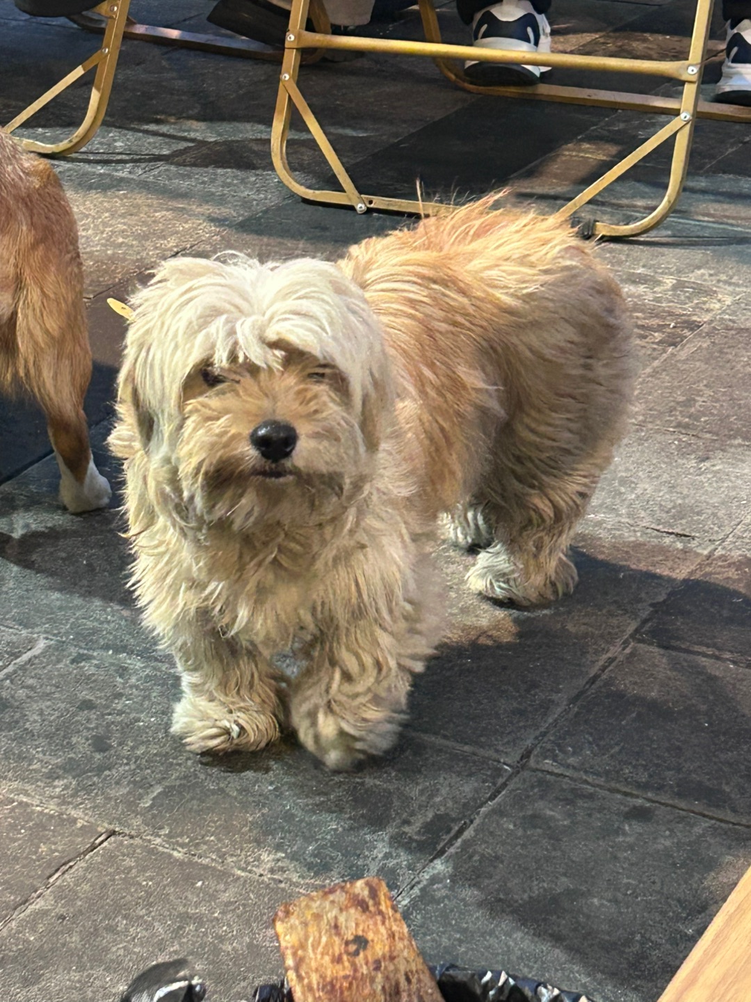 这只“拖把小狗”也太可爱了吧 吃烤肉的时候遇上了一只可可爱爱的拖把小狗 太幸福了