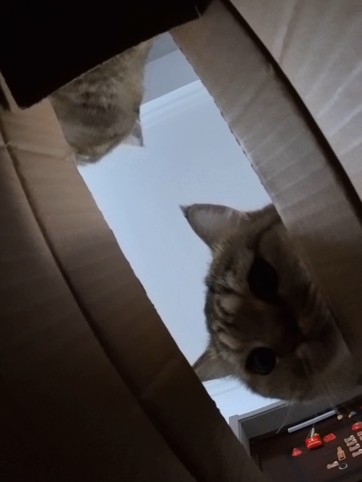 人宠共居的美好， 建立在安全健康之上， 驱虫一定要月月坚持， 给猫咪和自己双重安心。